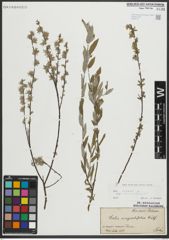 Foto von Salix repens subsp. rosmarinifolia (L.) Andersson